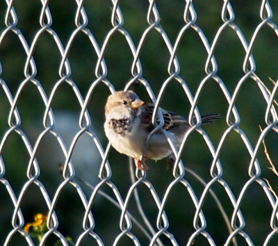 [Bird is perched inside a link of a chain-link fence with its head turned to one side as the front half of its body is on one side of the fence and the rest is on the other side.]